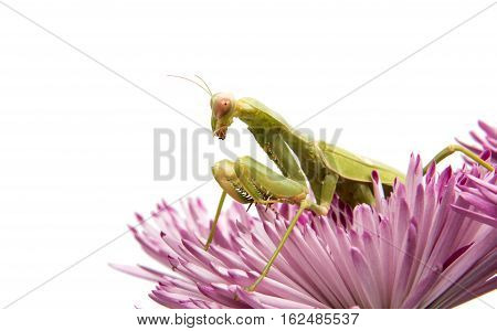 mantis on a flower on a white background