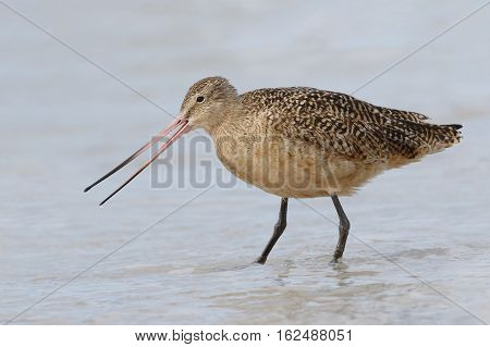 Marbled Godwit Foraging In The Gulf Of Mexico - Florida