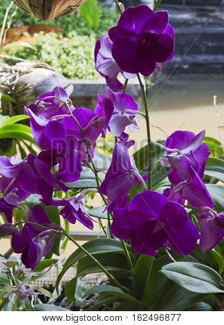 Common Thai purple orchid flower belonging to the Orchidaceae a diverse and widespread family of flowering plants