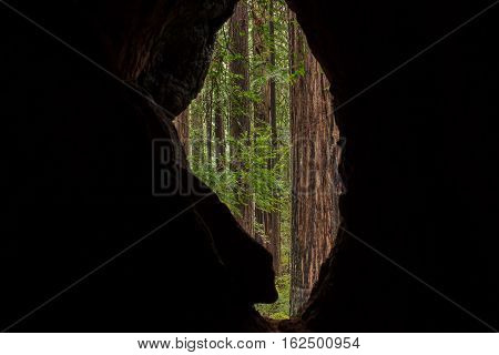 Stand Of Coast Redwood Trees Through A Burnt Trunk