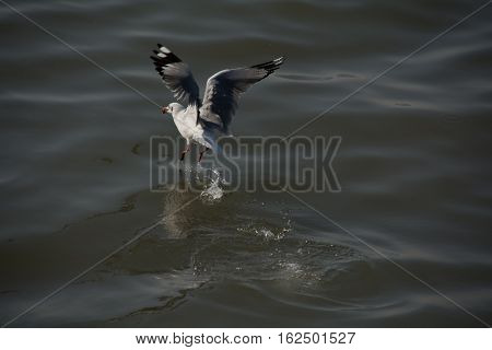 Seagull take off from surface of water with food in its mouth.