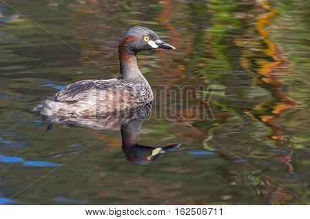 An Australasian Grebe, Tachybaptus novaehollandiae, swimming in a pond in Western Australia.