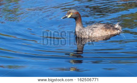 An Australasian Grebe, Tachybaptus novaehollandiae, swimming in a pond in Western Australia.