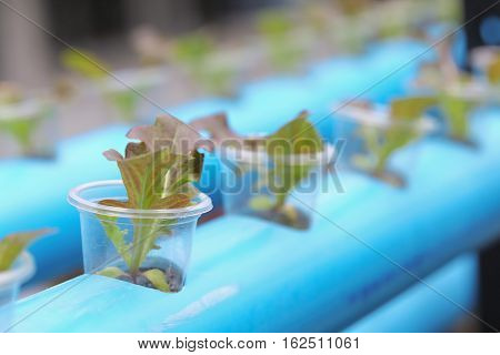 Young of hydroponics vegetable cultivation farm in Thailand.