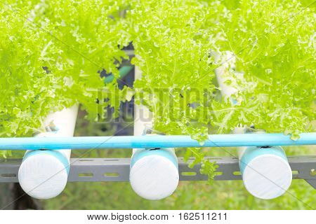 Organic of fillie iceburg lettuce hydroponics vegetable cultivation farm in Thailand.