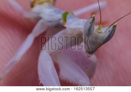 pink orchid mantis benign,on the palm of the hand
