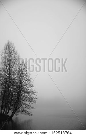 A black and white photo taken on a misty autumn morning by the lake where group of trees stand.