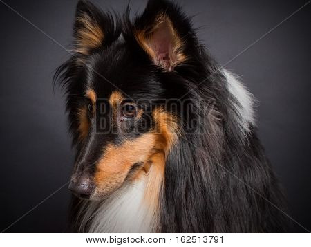 A portrait of a cute young purebred male shetland sheepdog against dark background.