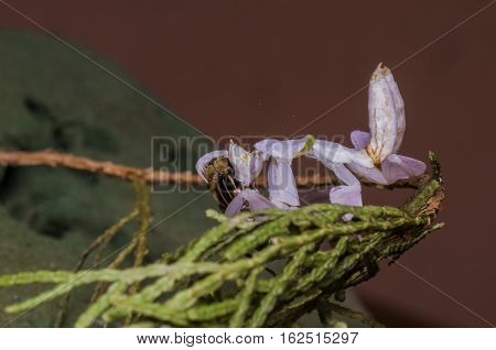 pink orchid mantis benign, lunch responses results