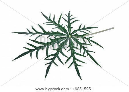 Coral Plant Jatropha multifida leaf isolated on white background