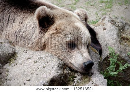 A bear sleeping on the pile of rocks.