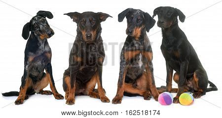 four beauceron in front of white background