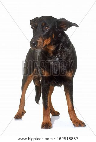 adult beauceron in front of white background