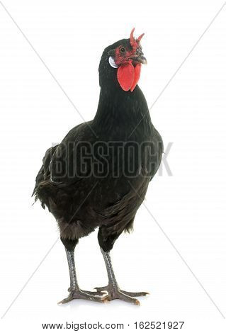 la Fleche chicken in front of white background