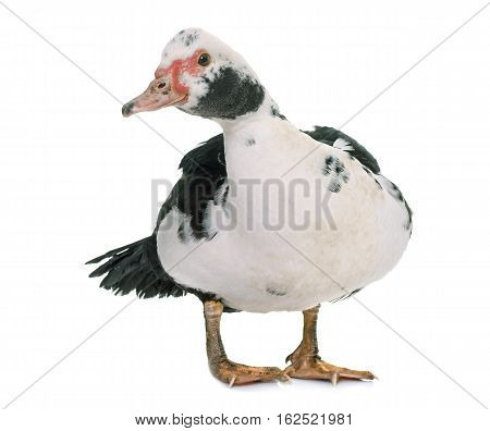 Barbarie duck in front of white background