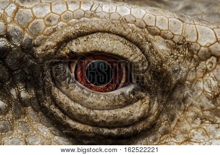 iguana eyes-Closeup portrait of large lizard iguana