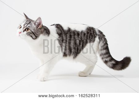 Scottish Straight cat bi-color, spotted, staying four legs against white background, 6 months old.
