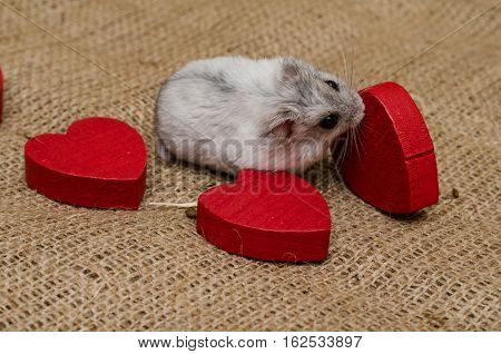 Little cute Djungarian (asian Siberian dwarf) hamster with wooden hearts and white and red balls of wool on canvas background