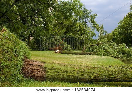 Tornado in the city of Minsk, Republic of Belarus 13.07.2016, consequences of natural disaster of destruction of inhabited constructions more than 100 trees are also tumbled down