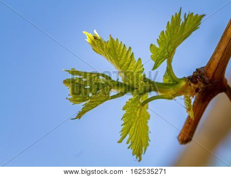 Branch of grapevine close-up on a blue sky background