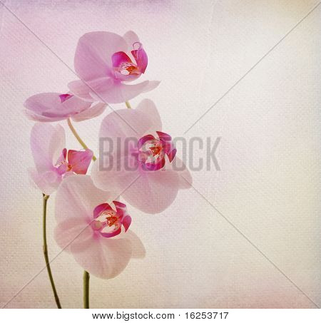 scheda vintage con fiore orchidea