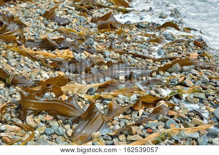 A close up of the drift-weed on beach.