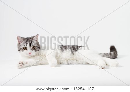 Scottish Straight cat bi-color, spotted, lying against white background, 6 months old.