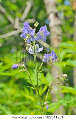 A close up of the blooming medicinal herb Jacob's-ladder (Polemonium chnense).