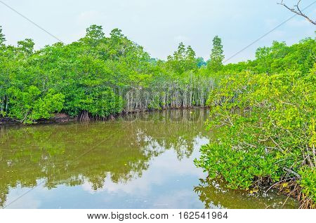 The Calm Waters Of Madu River