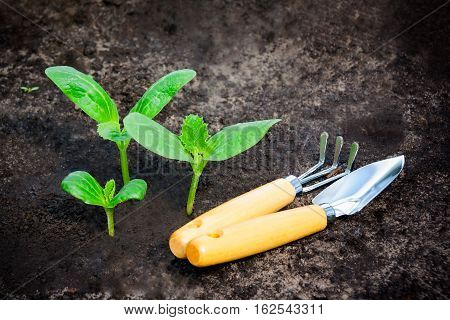 Green plants grow from the ground and garden tools