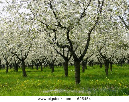 Cherry Orchard 
