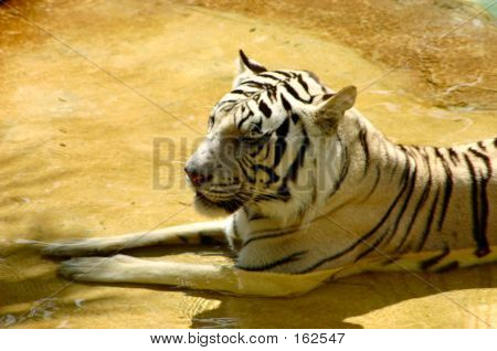 Hvilende Bengal Tiger