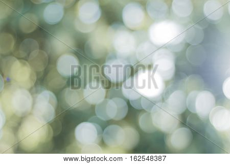 bokeh of tree background, use as background