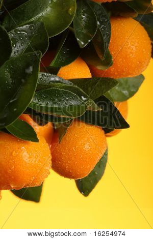 Orange branch