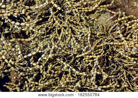 Ascophyllum nodosum is a large brown alga (Phaeophyceae). Also known as rockweed knotted kelp or egg wrack. Seaweed wrack variety. Green with small bulbous floating mechanisms. Seaweed wrack variety.