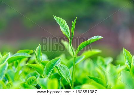 Tea bud and leaves on background. Tea plantations Kerala Idukki district India