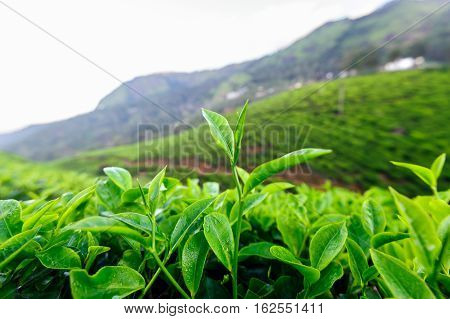 Tea bud and leaves on background. Tea plantations Kerala Idukki district India