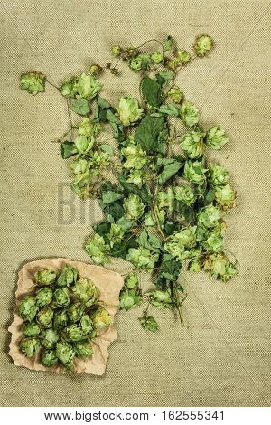 Wild hop. Dried herbs for use in alternative medicine spa herbal cosmetics herbal medicine preparing infusions decoctions tinctures powders ointments butter tea bath.