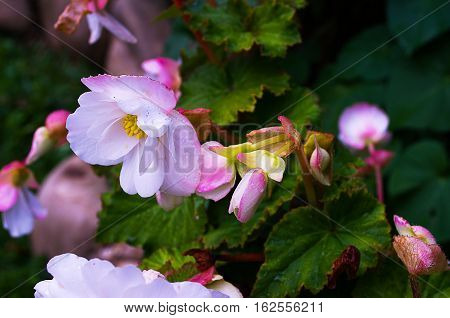 Beautiful flowers blooming begonias grow in Council to decorate the yard in summer