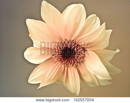 Yellow flower isolated on white &  with blurred back ground.