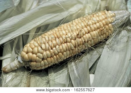 sweet corn and its leaves with natural color.