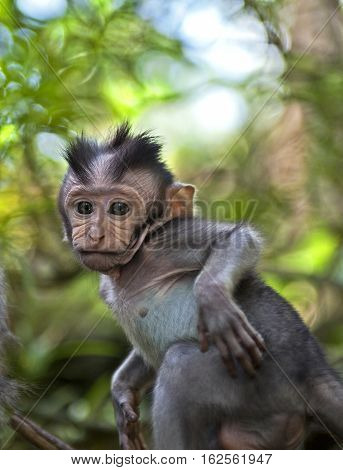 baby macaque in the jungles of Sumatra