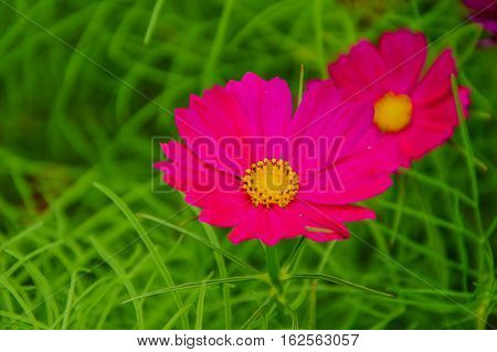 Cosmos is a species native to North America. The plant is between approximately 1 year.