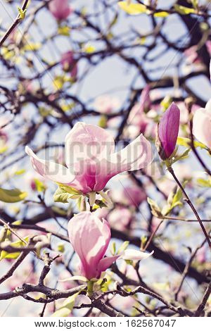 Blooming magnolia branch on a tree in the garden. Flowering magnolia tree densely covered with beautiful fresh pink flowers