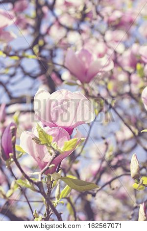 Blooming magnolia branch on a tree in the garden. Flowering magnolia tree densely covered with beautiful fresh pink flowers
