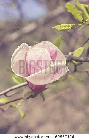 Blooming magnolia branch on a tree in the garden. Flowering magnolia tree densely covered with beautiful fresh pink flowers
