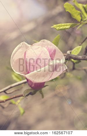 Blooming magnolia branch on a tree in the garden. Flowering magnolia tree densely covered with beautiful fresh pink flowers