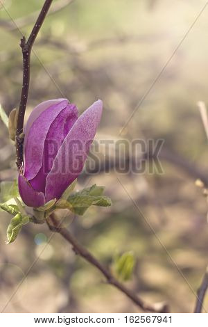 Blooming magnolia branch on a tree in the garden. Flowering magnolia tree densely covered with beautiful fresh pink flowers