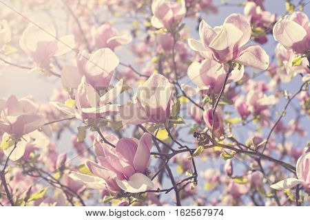 Blooming magnolia branch on a tree in the garden. Flowering magnolia tree densely covered with beautiful fresh pink flowers