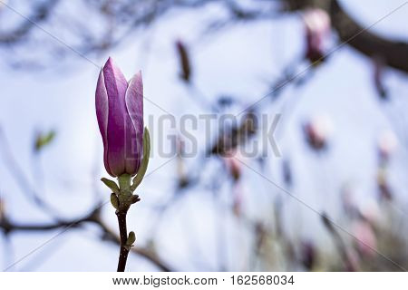 Blooming magnolia branch on a tree in the garden. Flowering magnolia tree densely covered with beautiful fresh pink flowers
